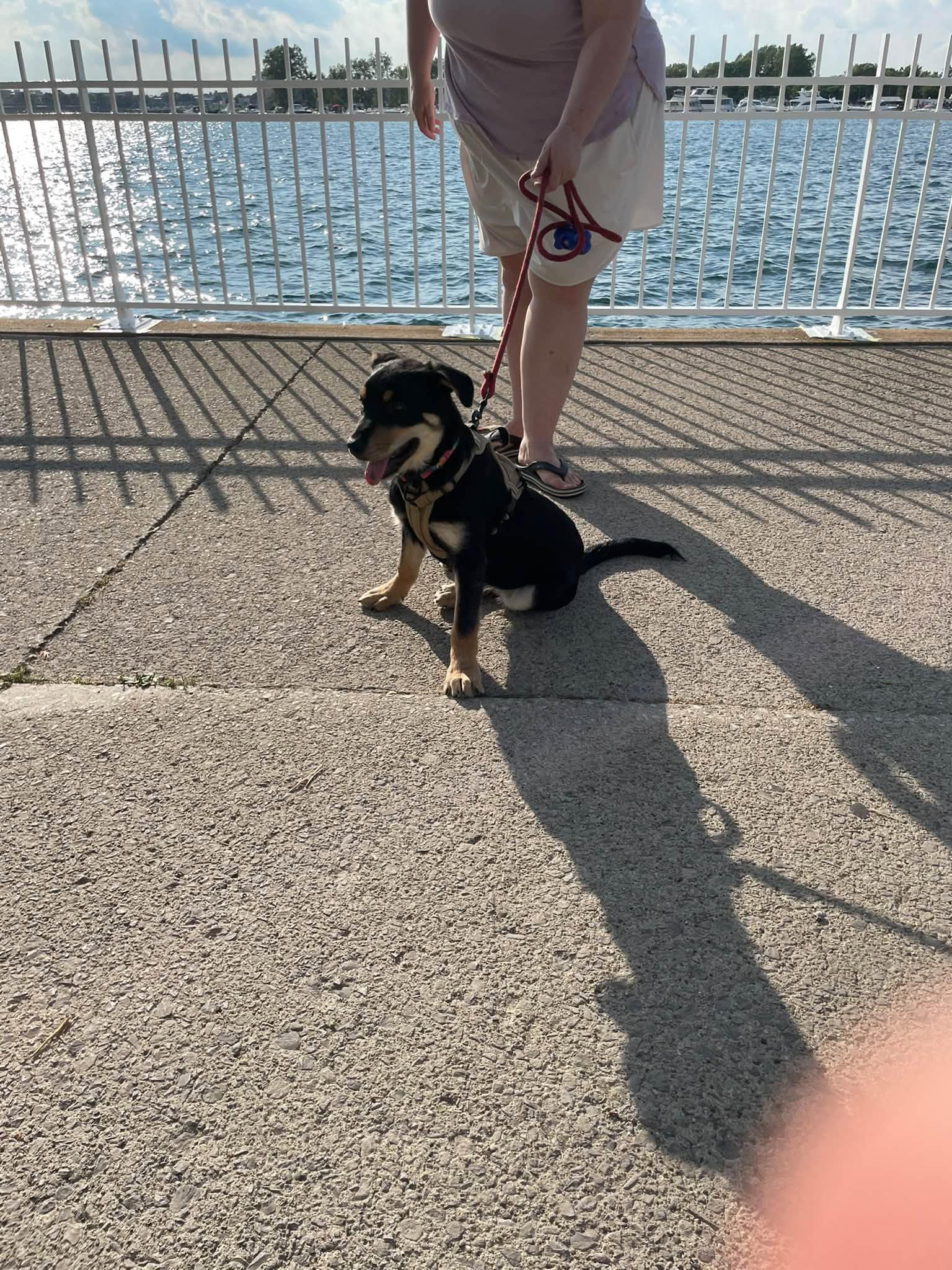 Enlarge Parker, a Adopted mixed breed in Woodstock, ON image 4/5