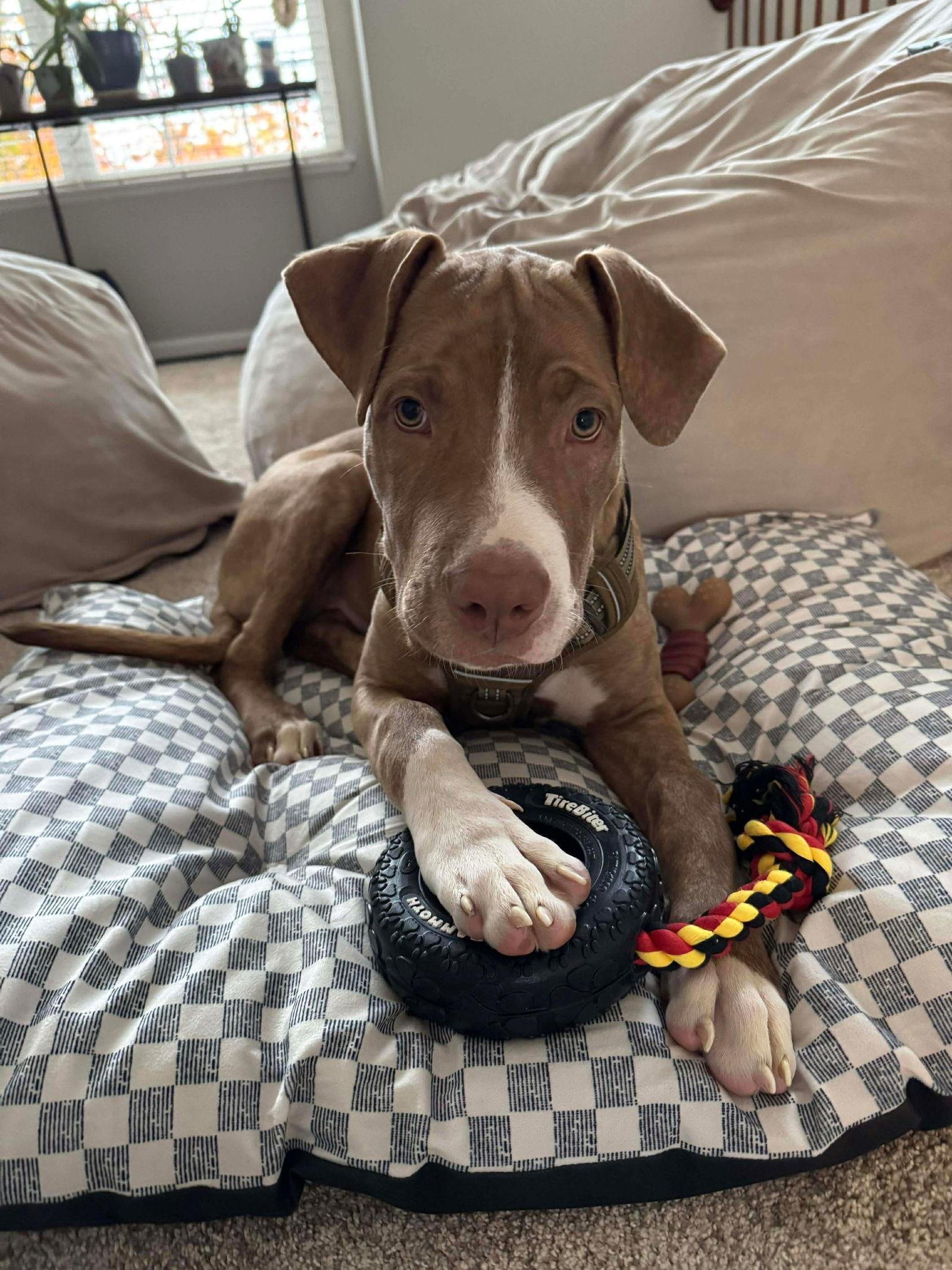 Enlarge Bubba, a Adoptable mixed breed in Elgin, IL image 1/3