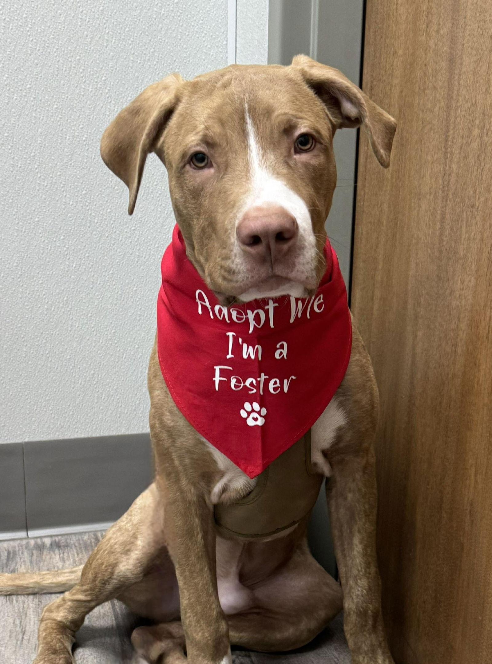 Enlarge Bubba, a Adoptable mixed breed in Elgin, IL image 2/3