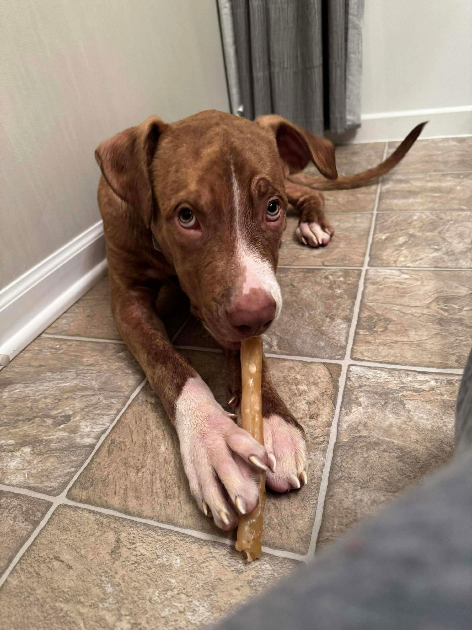 Bubba, a Adoptable mixed breed in Elgin, IL image 1/3