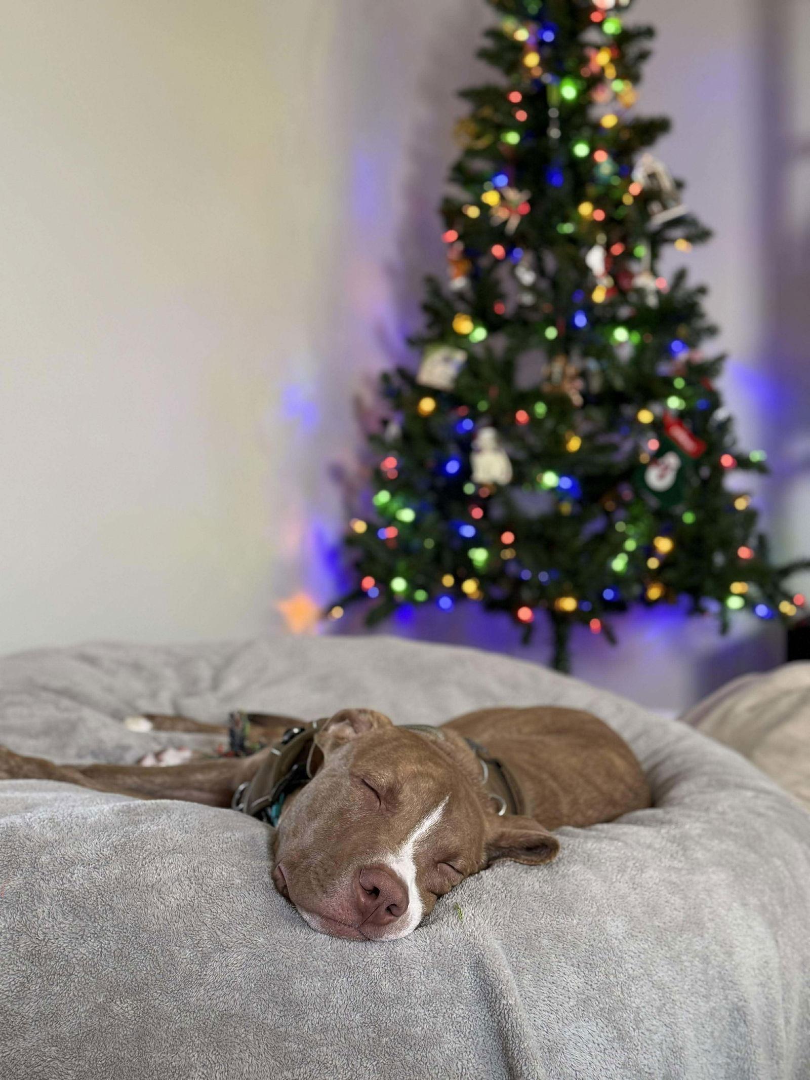 Enlarge Bubba, a Adoptable mixed breed in Elgin, IL image 3/3