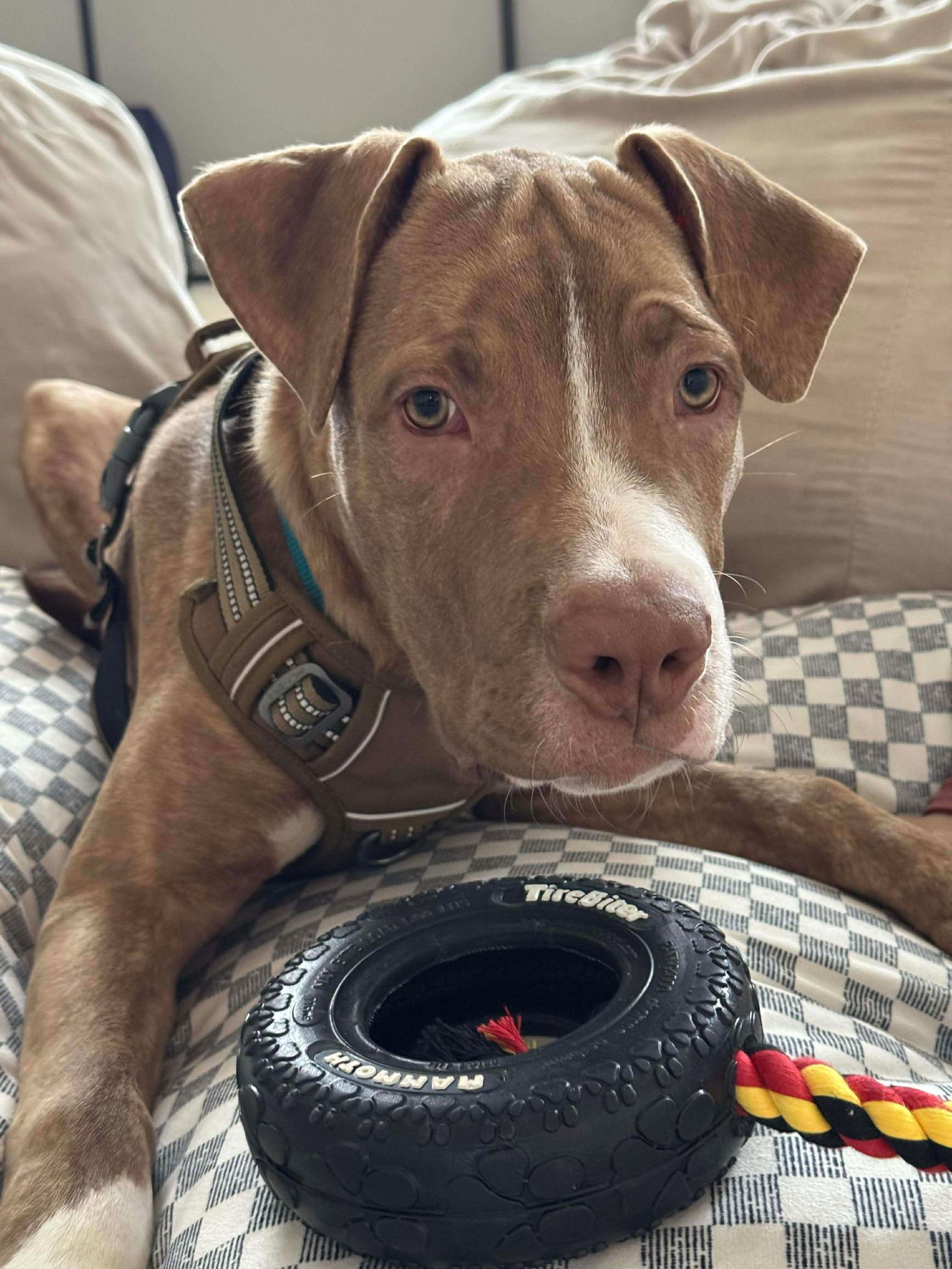 Bubba, a Adoptable mixed breed in Elgin, IL image 3/3