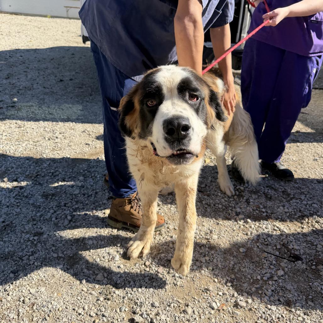 Enlarge El Toro, a Adoptable Saint Bernard in Northbrook, IL image 2/2