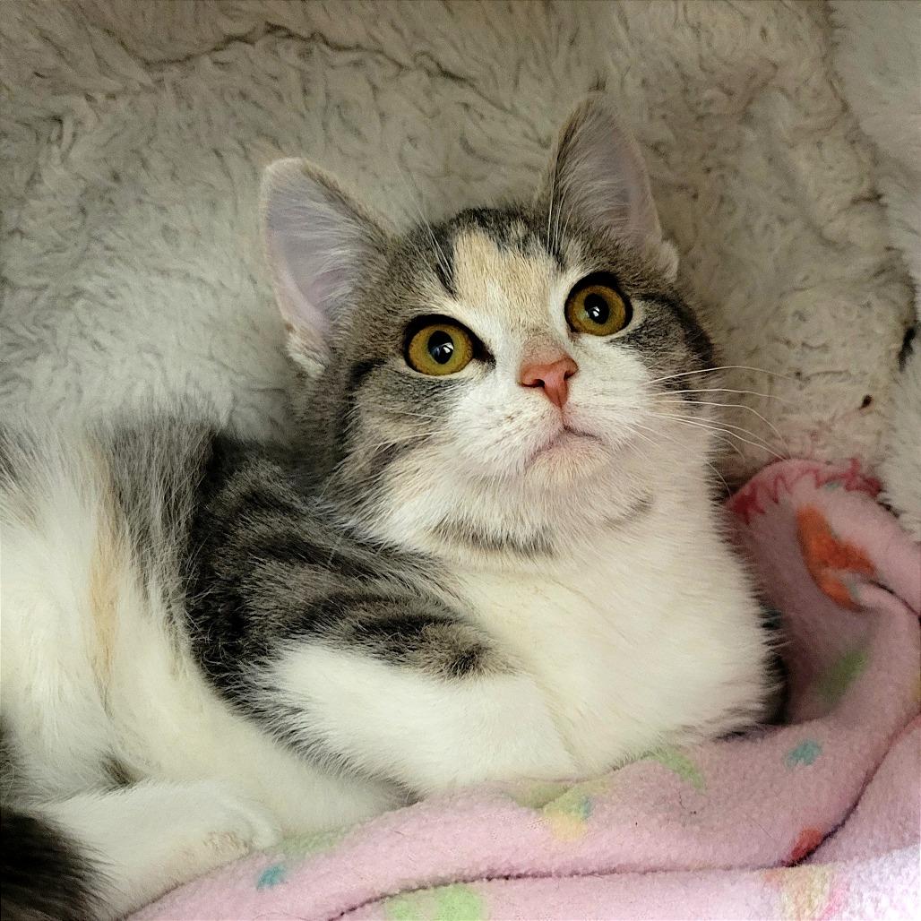 Lychee, Adoptable, Kitten Female Domestic Short Hair.