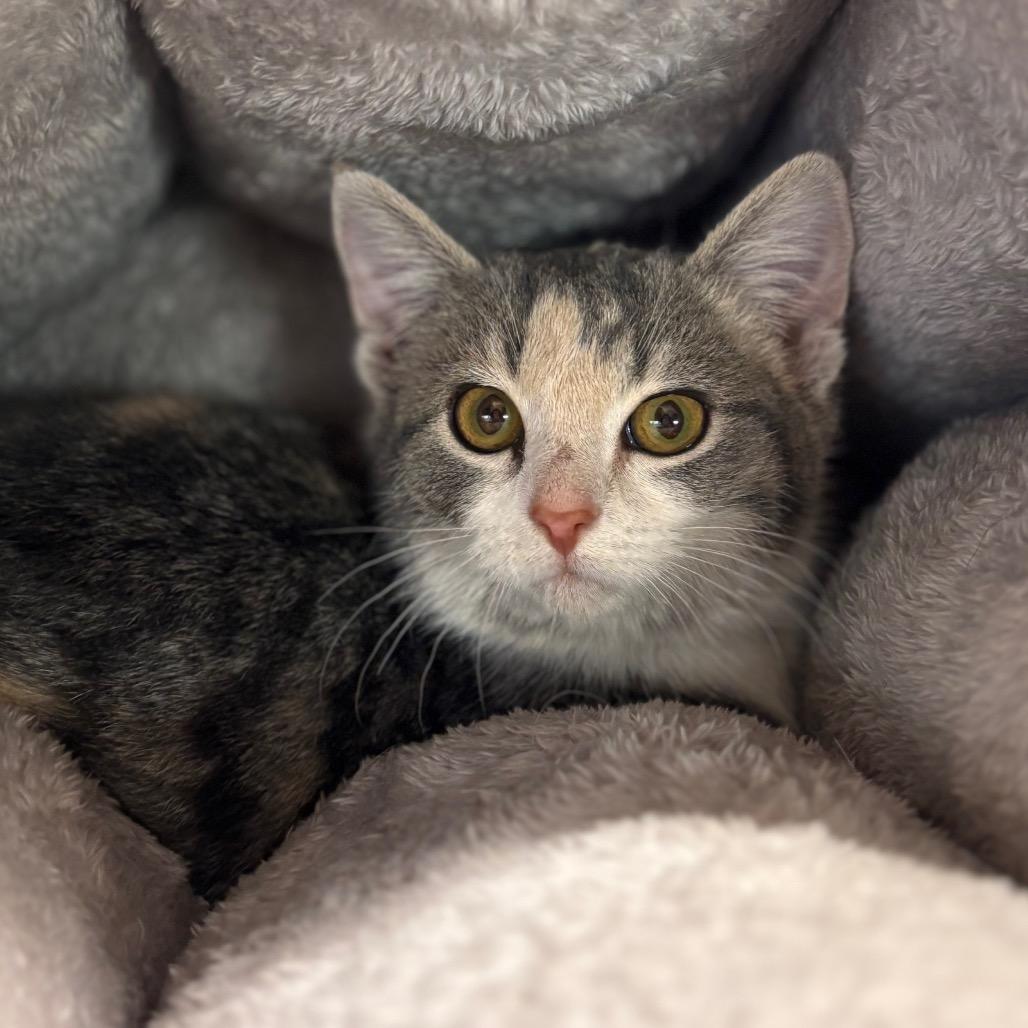 Lychee, Adoptable, Kitten Female Domestic Short Hair.