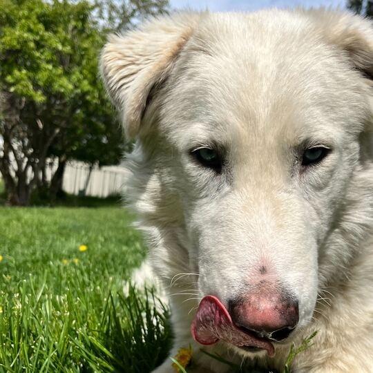 Rigatoni, an adoptable Great Pyrenees in Missoula, MT, 59803 | Photo Image 3