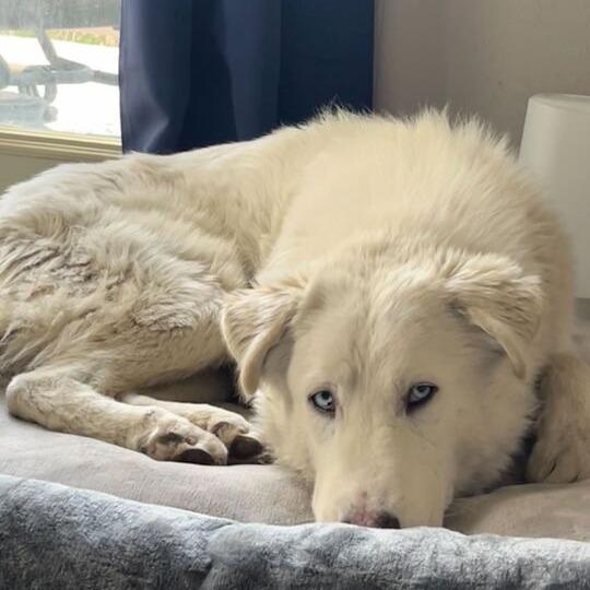 Rigatoni, an adoptable Great Pyrenees in Missoula, MT, 59803 | Photo Image 2