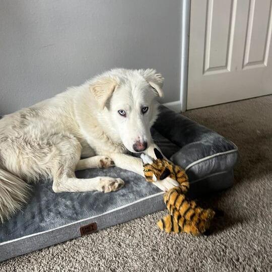 Rigatoni, an adoptable Great Pyrenees in Missoula, MT, 59803 | Photo Image 1