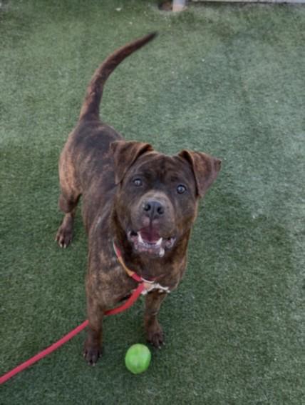 CHAKO, Adoptable, Young Male Boxer & Mixed Breed.
