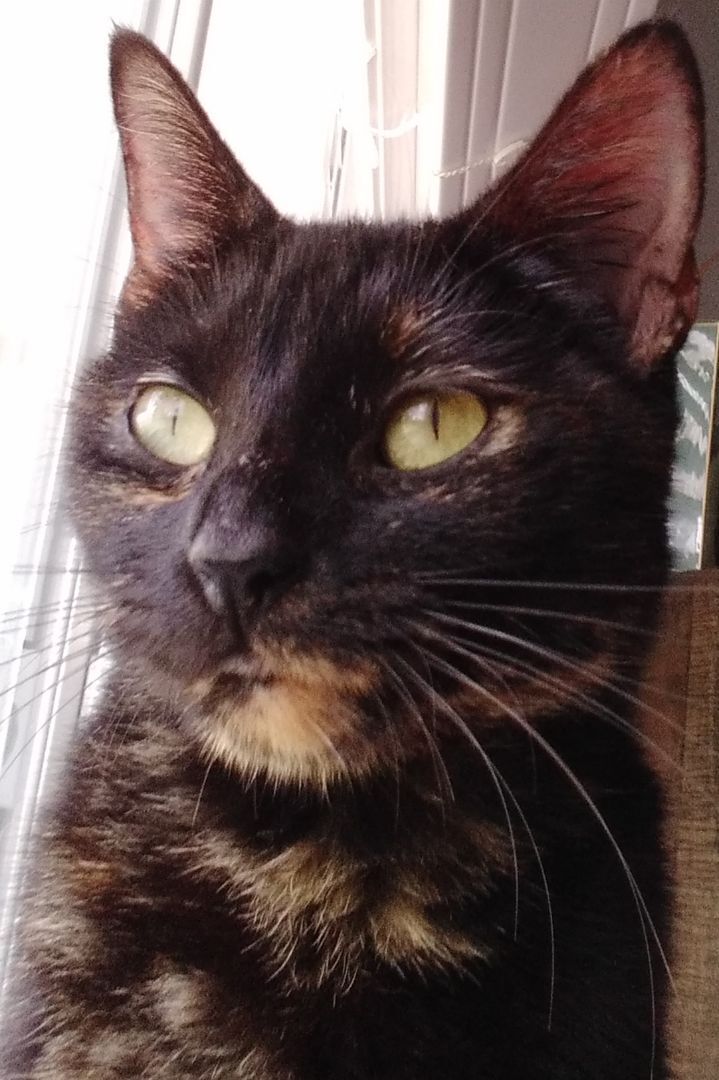 Enlarge Annie - Super sweet girl (CT-890025), a Adoptable mixed breed in Winsted, CT image 2/10