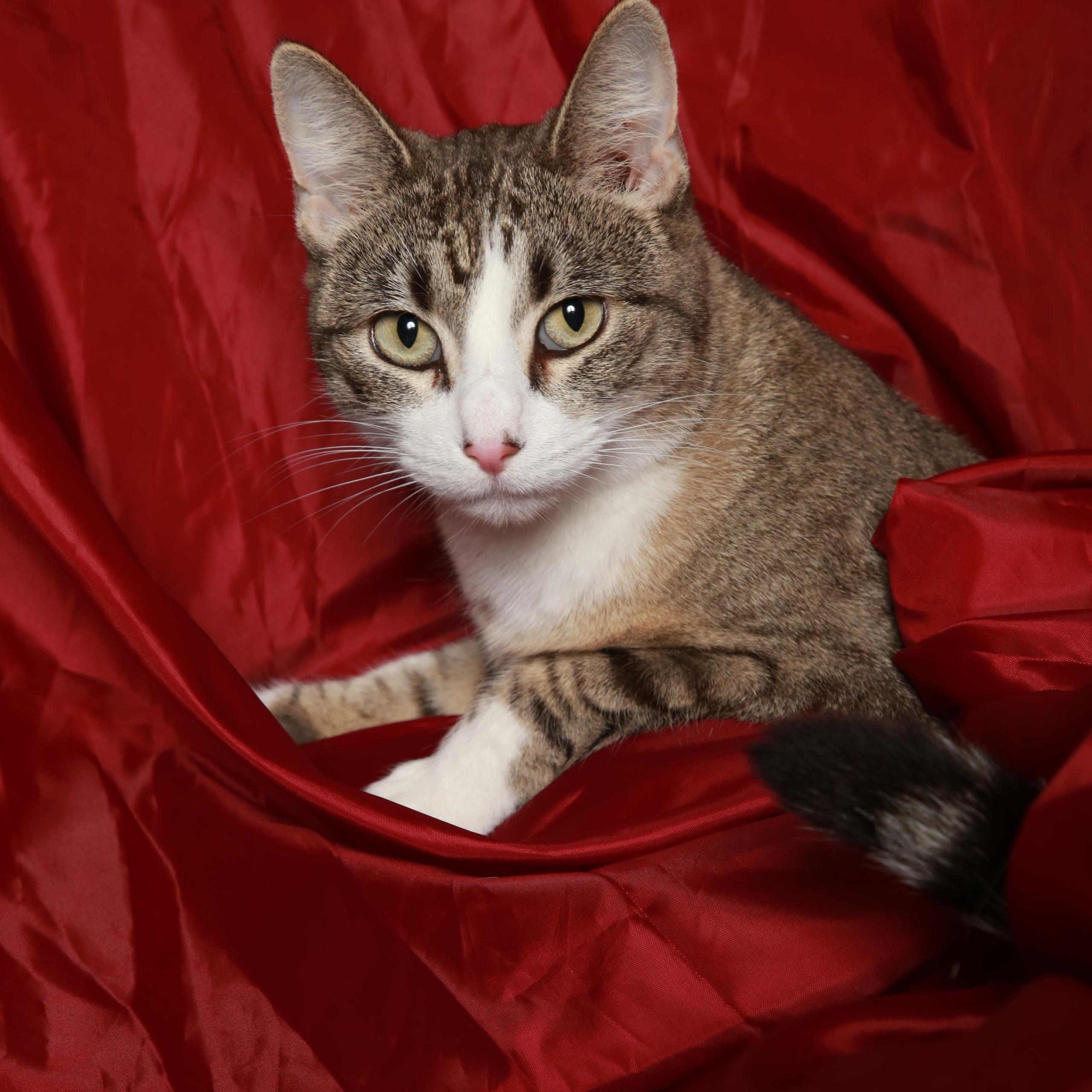 MInka, Adoptable, Adult Female Domestic Short Hair.