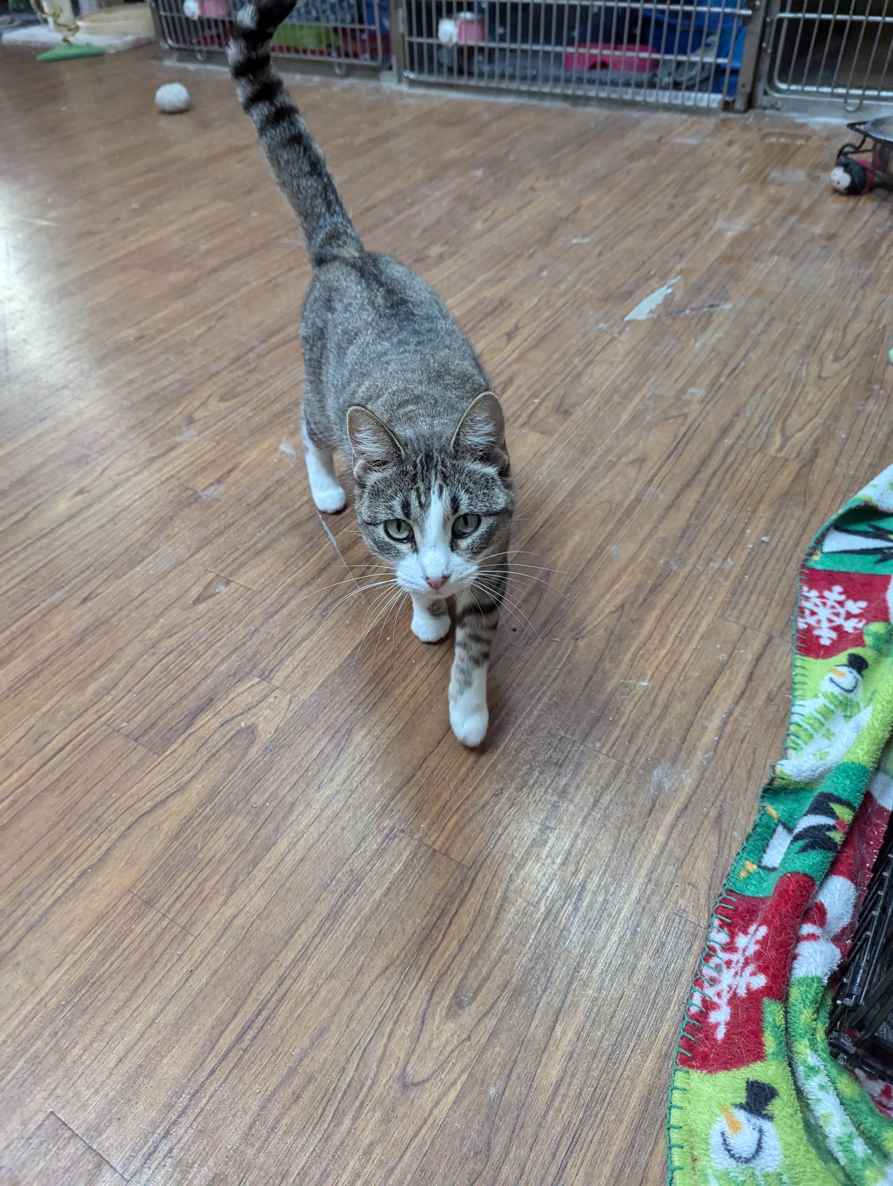 MInka, a Adoptable Domestic Short Hair image 2/2