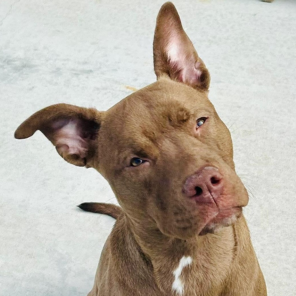 Enlarge Luna, a Adoptable Pit Bull Terrier in Raytown, MO image 1/2