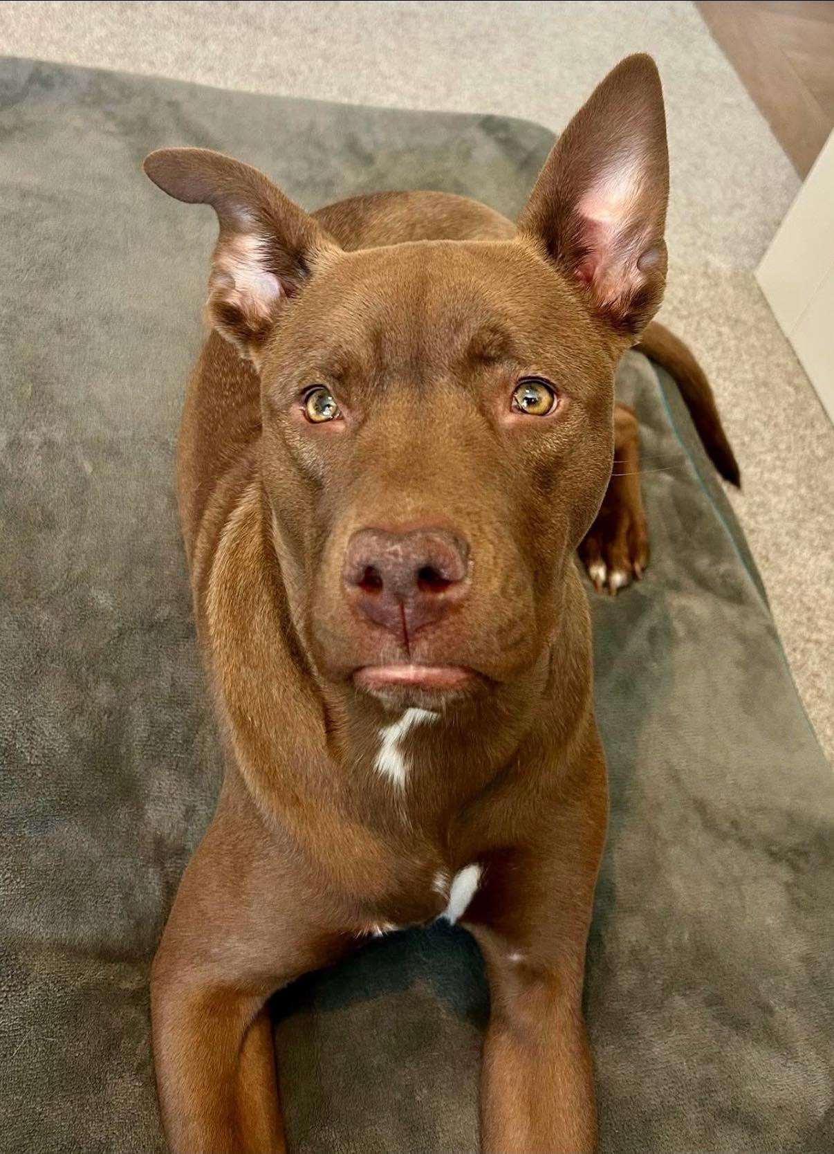 Enlarge Luna, a Adoptable Pit Bull Terrier in Raytown, MO image 2/2