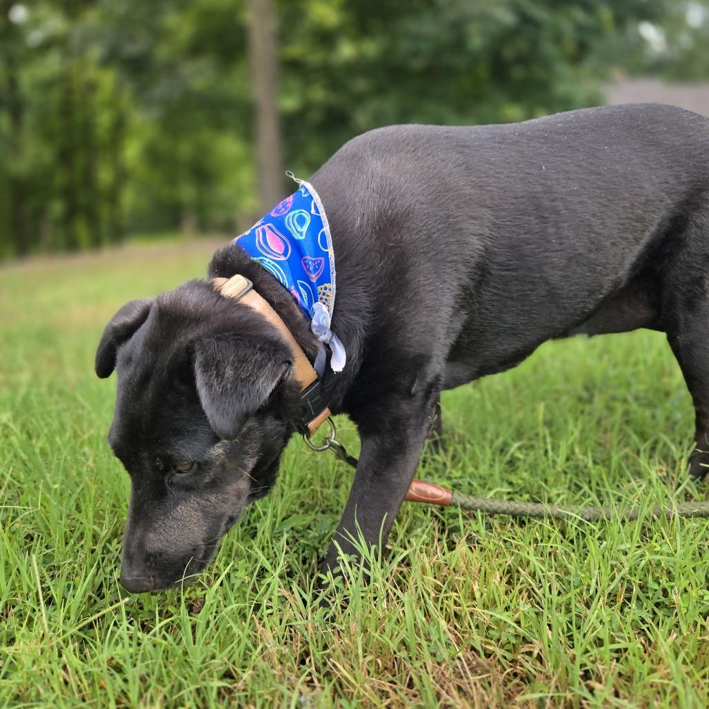 Enlarge Star, a Adoptable Black Labrador Retriever in Shelby, NC image 1/6