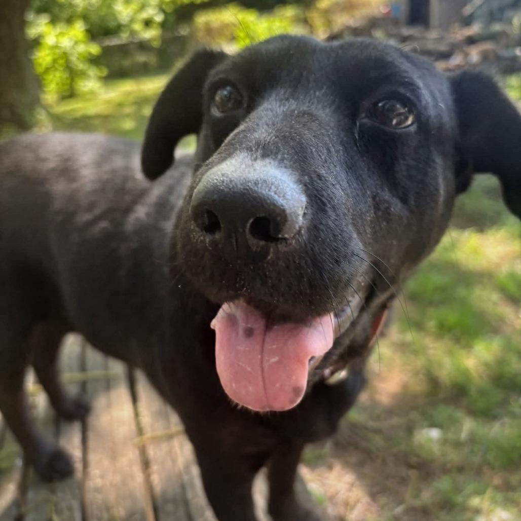 Enlarge Star, a Adoptable Black Labrador Retriever in Shelby, NC image 2/6