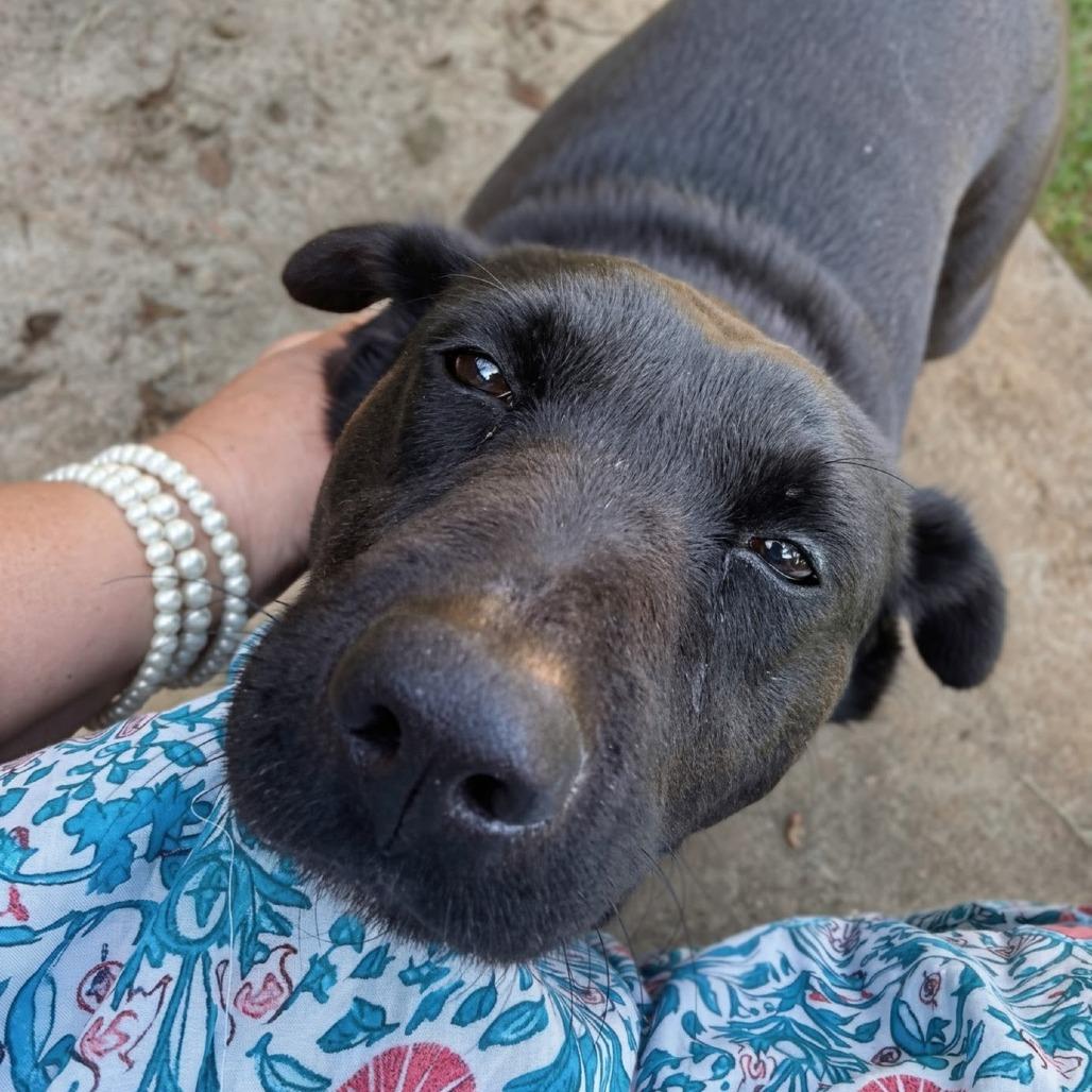Enlarge Star, a Adoptable Black Labrador Retriever in Shelby, NC image 3/6