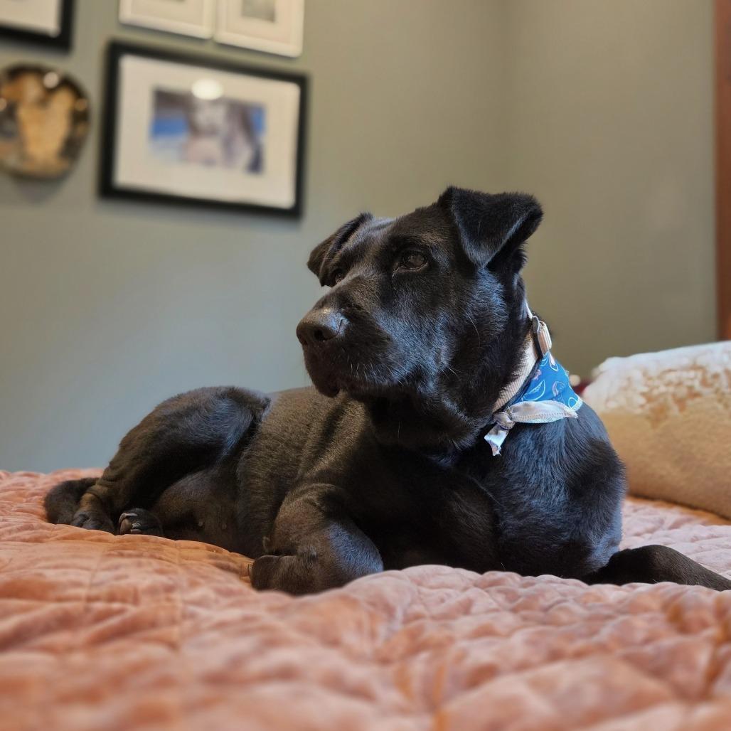 Enlarge Star, a Adoptable Black Labrador Retriever in Shelby, NC image 4/6
