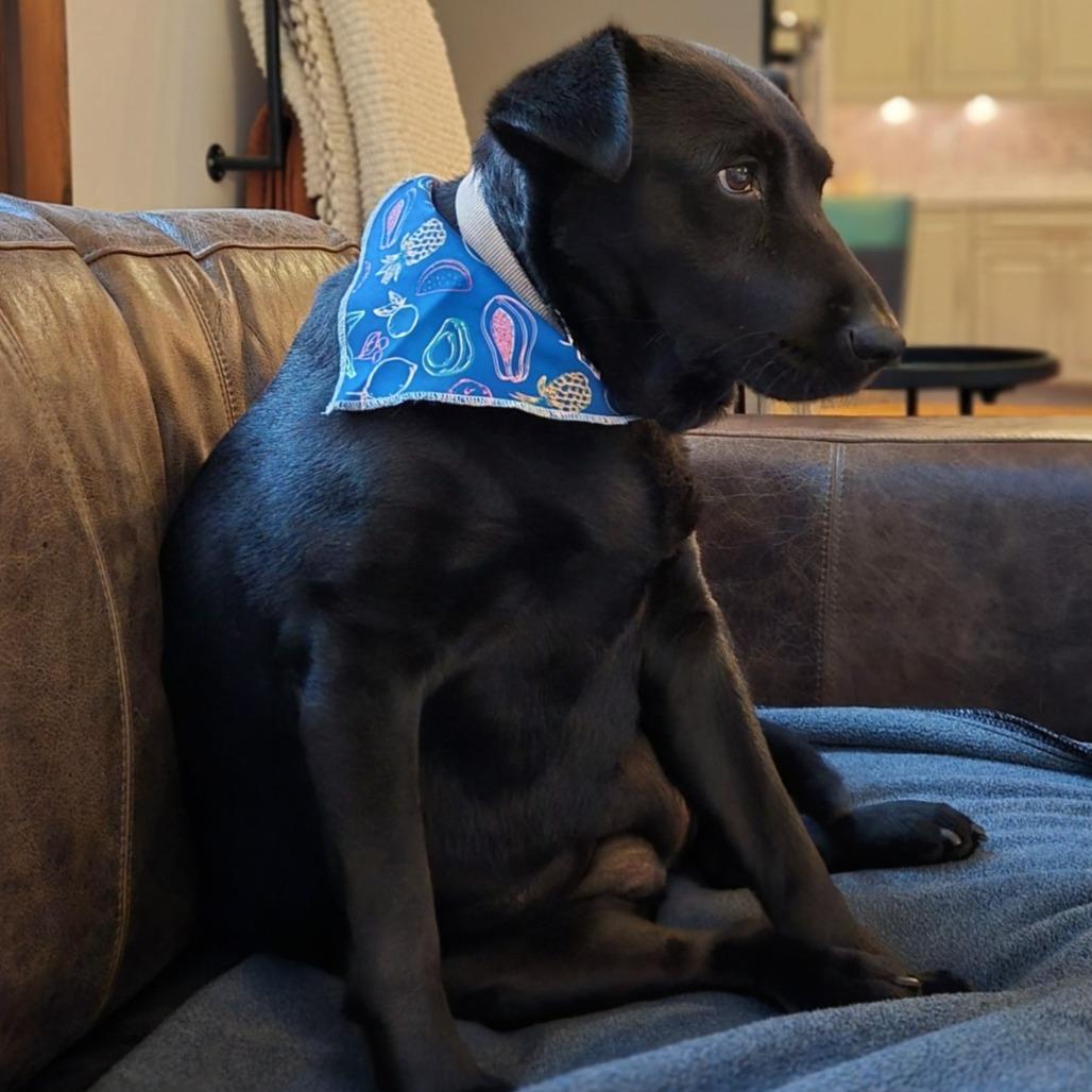 Enlarge Star, a Adoptable Black Labrador Retriever in Shelby, NC image 5/6
