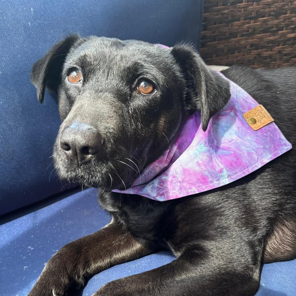 Enlarge Star, a Adoptable Black Labrador Retriever in Shelby, NC image 6/6