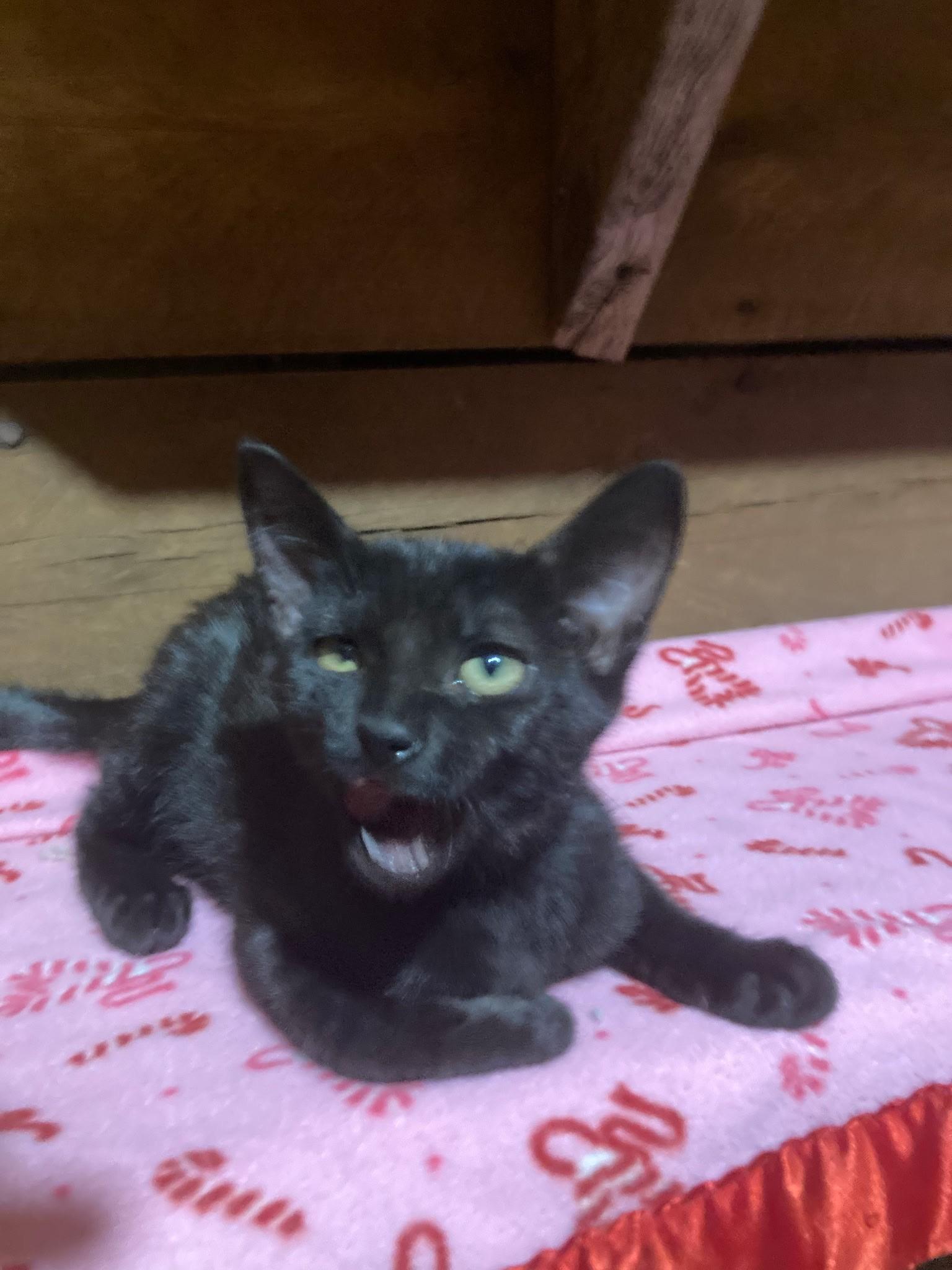 Enlarge Rummy (Lisa-fostered in New England), a Adoptable mixed breed in Brooklyn, CT image 3/5