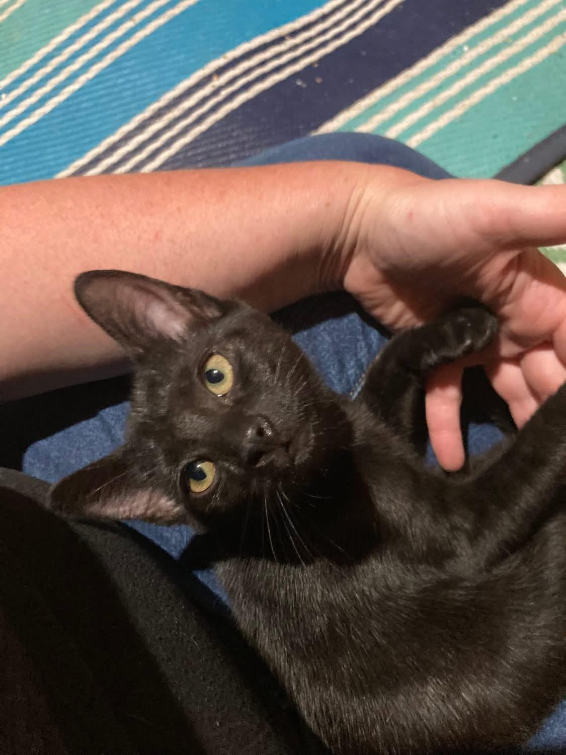 Enlarge Rummy (Lisa-fostered in New England), a Adoptable mixed breed in Brooklyn, CT image 1/5