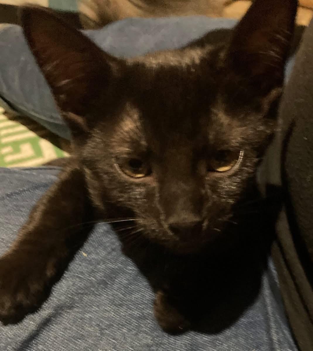 Enlarge Rummy (Lisa-fostered in New England), a Adoptable mixed breed in Brooklyn, CT image 4/5