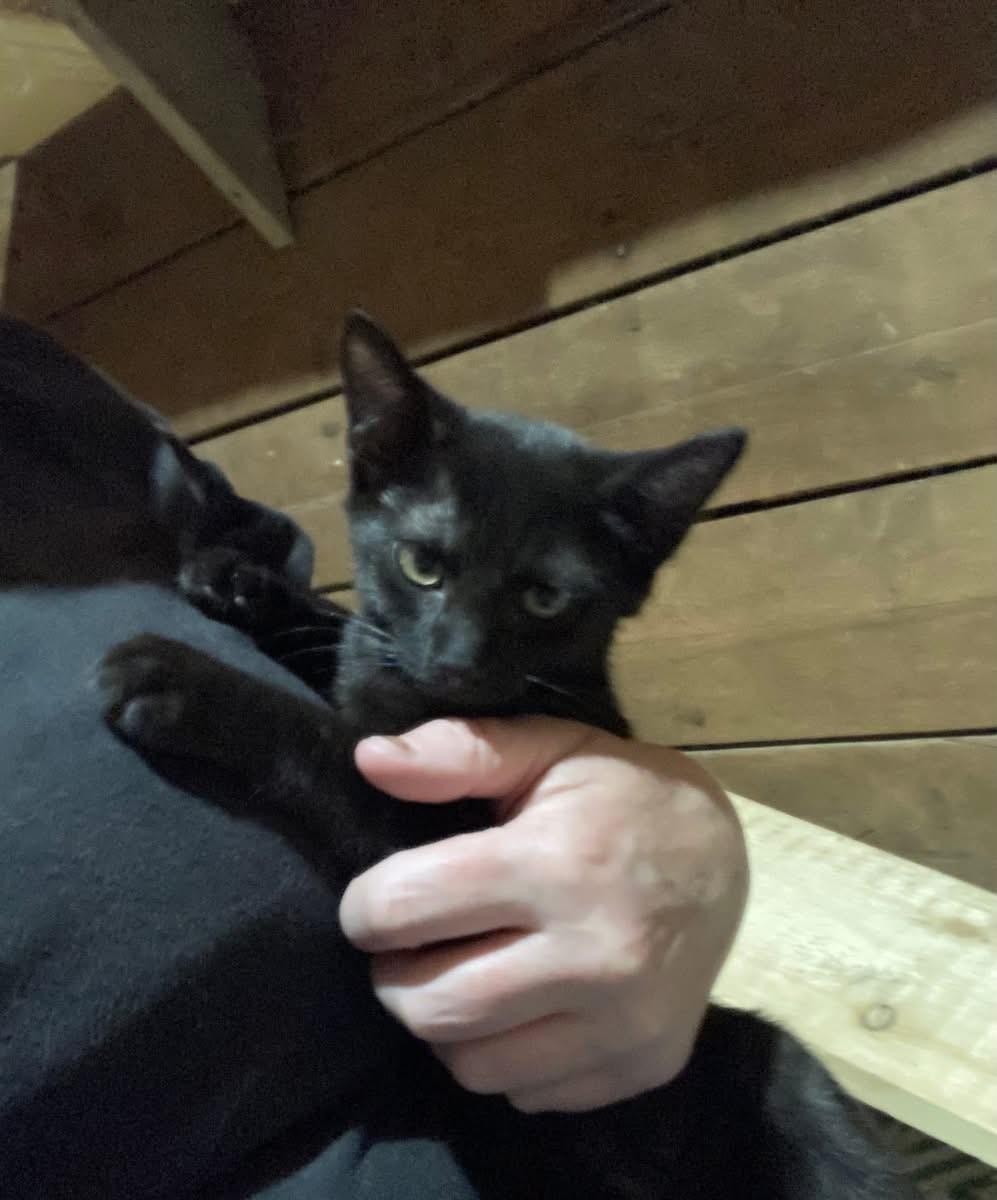 Enlarge Rummy (Lisa-fostered in New England), a Adoptable mixed breed in Brooklyn, CT image 5/5