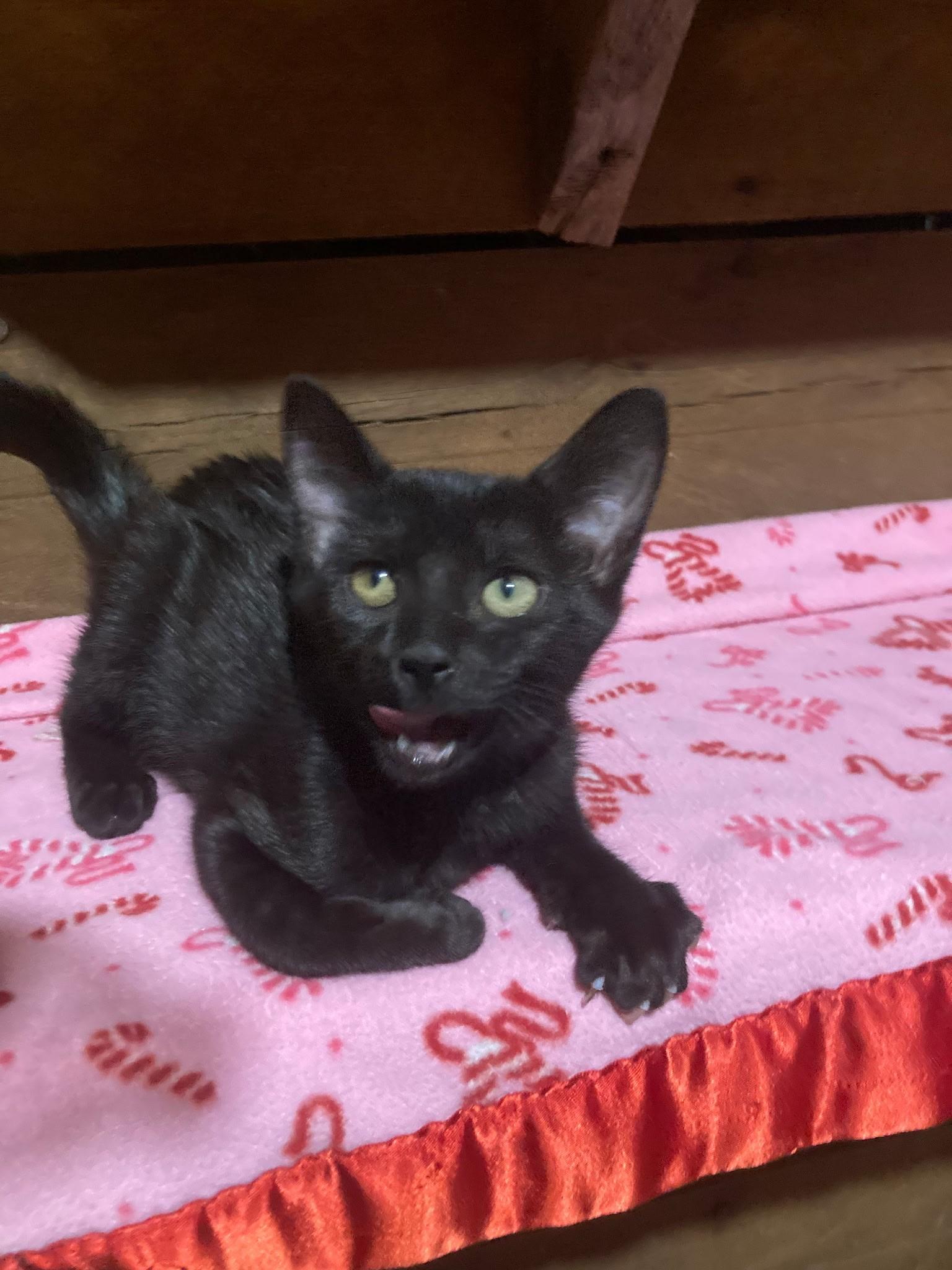 Enlarge Rummy (Lisa-fostered in New England), a Adoptable mixed breed in Brooklyn, CT image 2/5