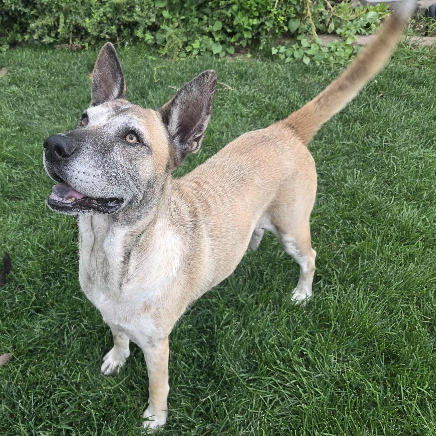 Enlarge CANDY, a Adoptable mixed breed in Loveland, CO image 1/6