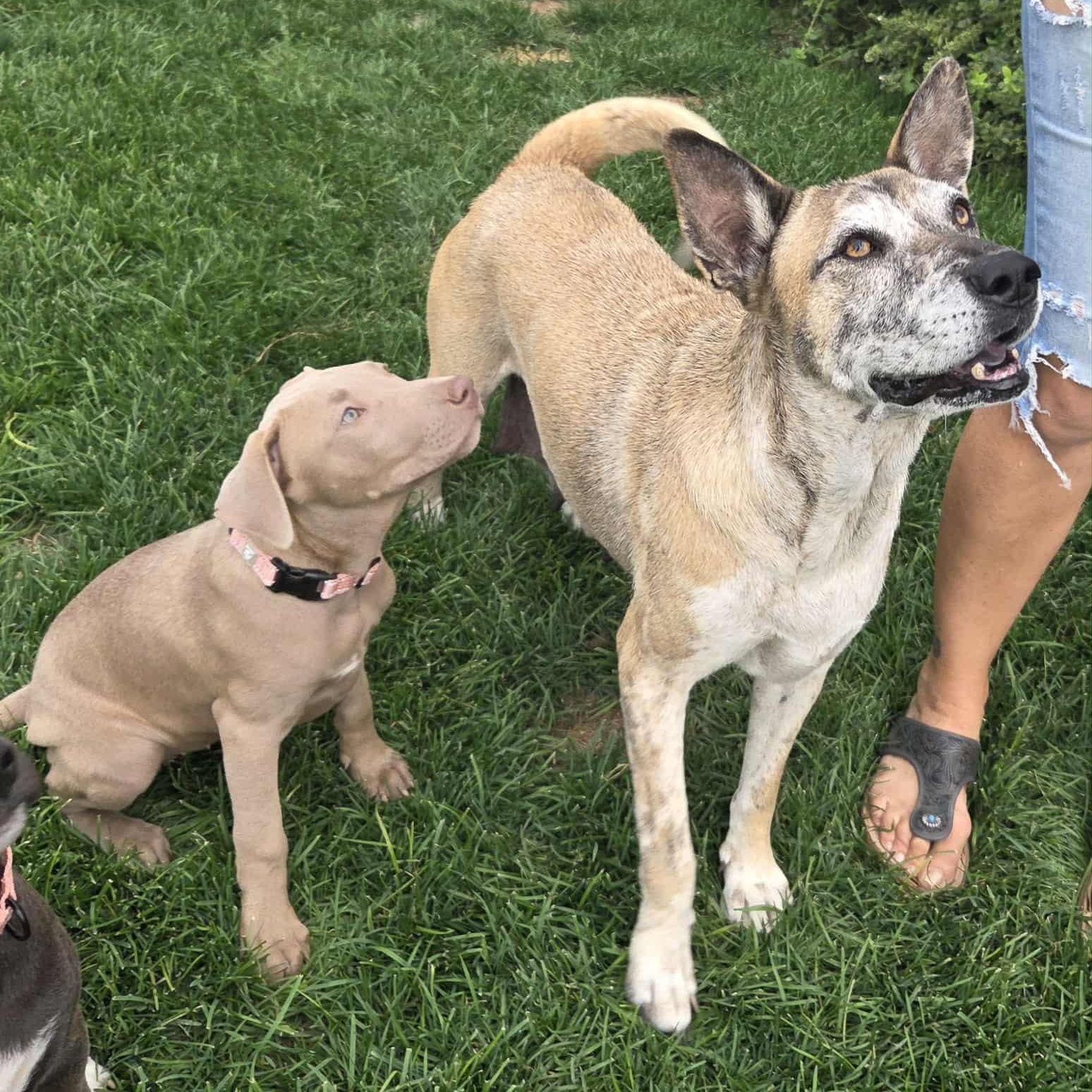 Enlarge CANDY, a Adoptable mixed breed in Loveland, CO image 5/6