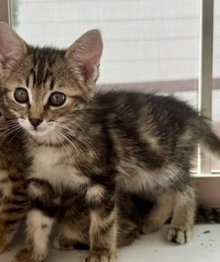 Tally, Adoptable, Kitten Female Domestic Short Hair.