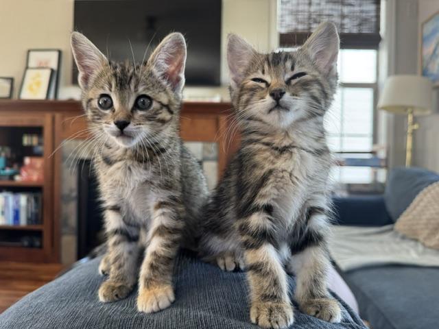 Enlarge Tally, a Adopted Domestic Short Hair in Denver, CO image 4/5