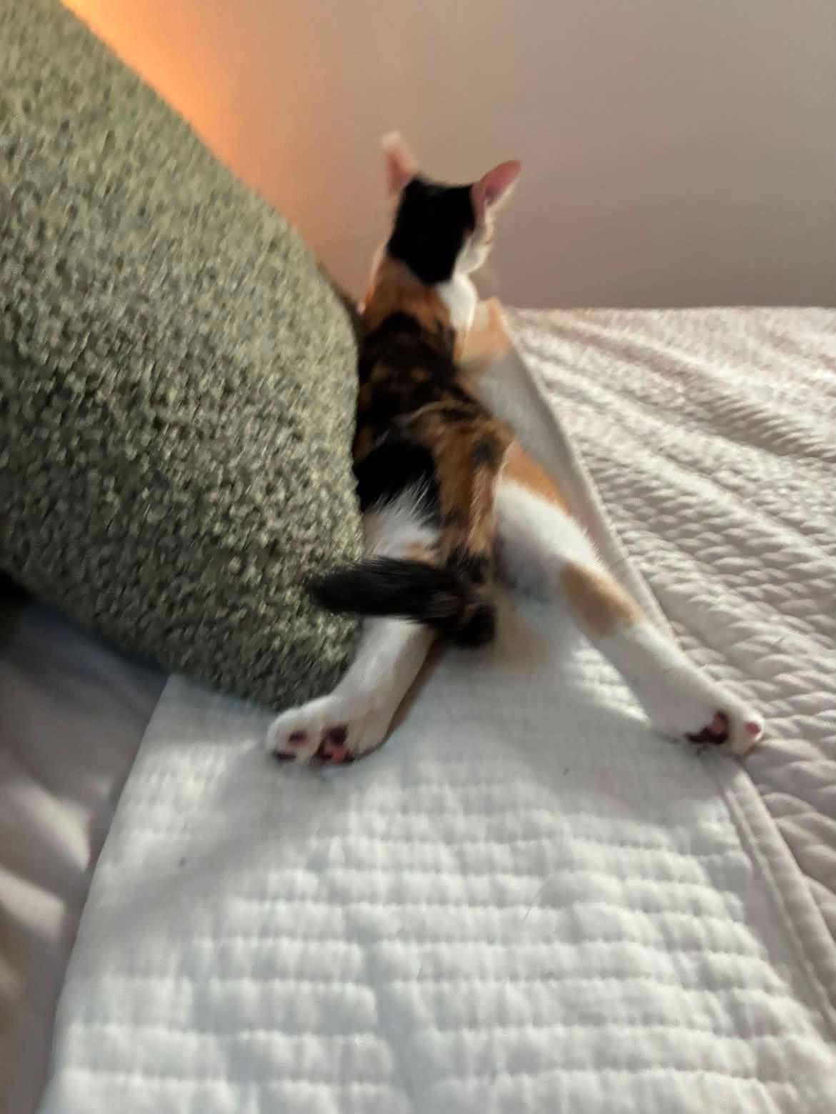 Enlarge Moka, an adopted Calico in San Diego, CA image 2/5
