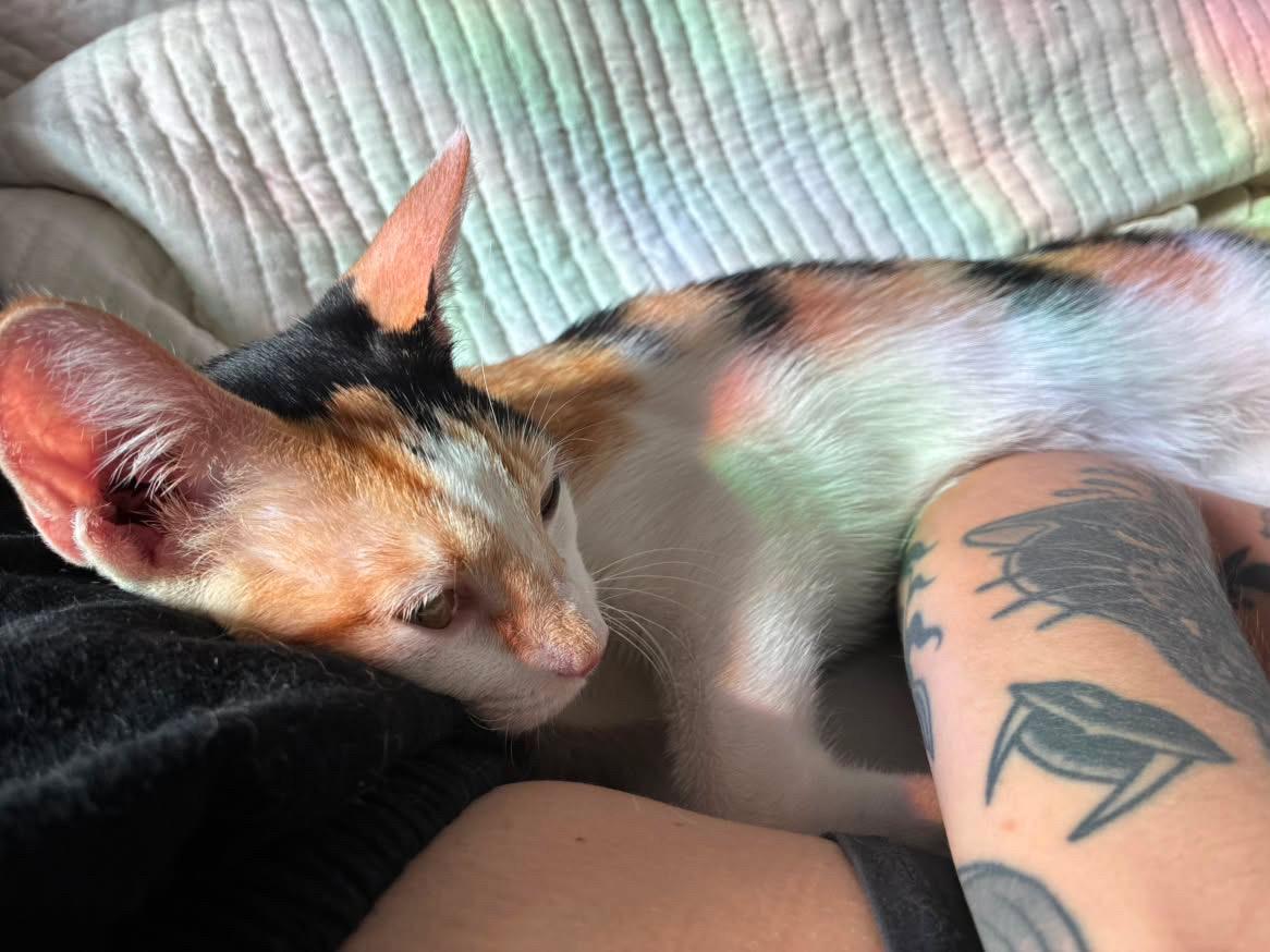 Enlarge Moka, an adopted Calico in San Diego, CA image 3/5