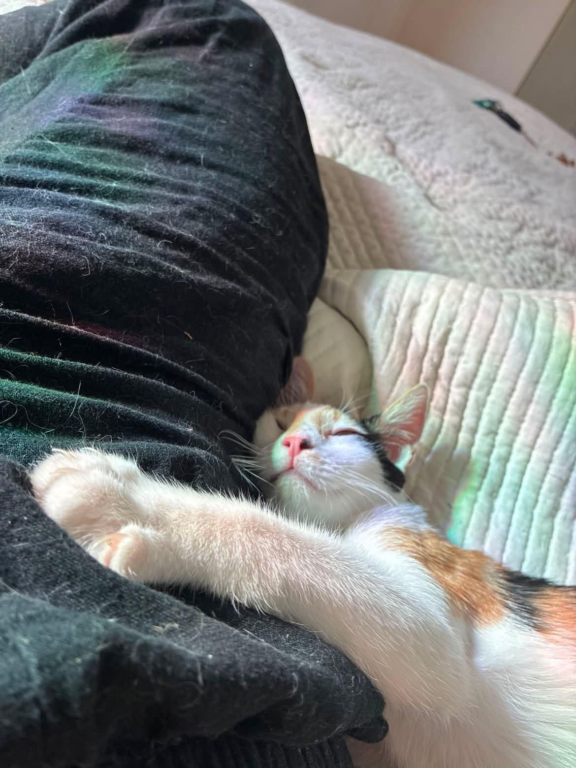 Enlarge Moka, an adopted Calico in San Diego, CA image 4/5