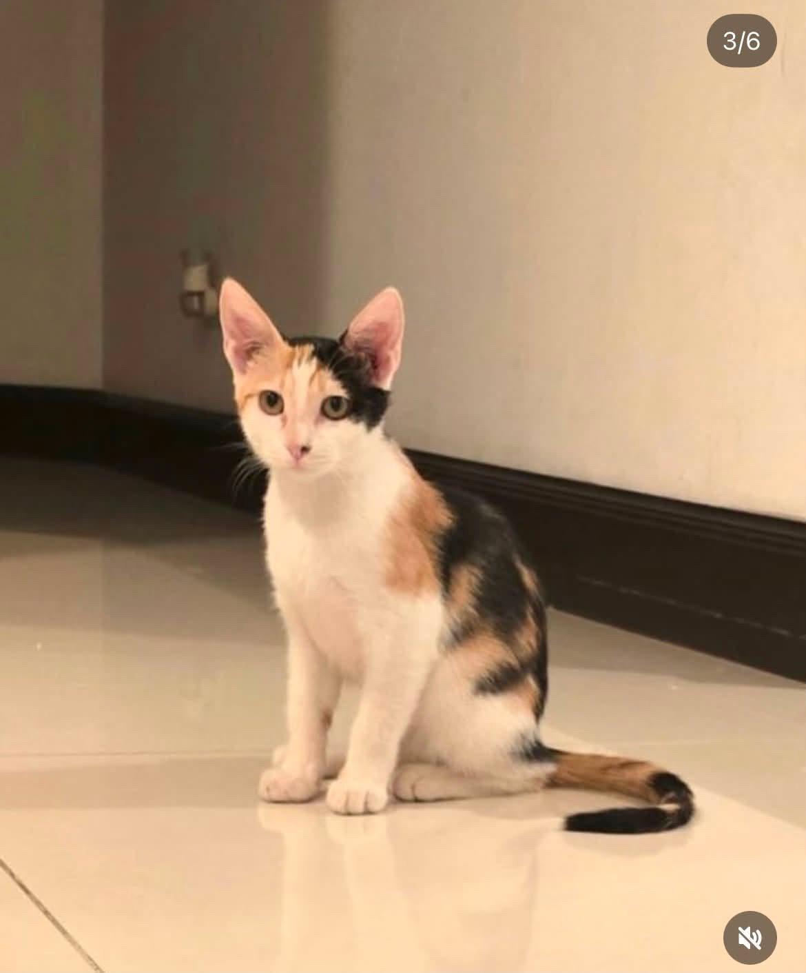 Moka, adopted, Kitten Female Calico.