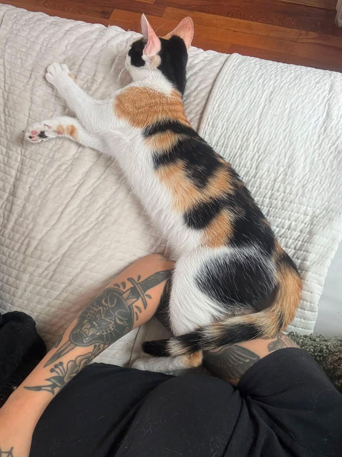 Enlarge Moka, an adopted Calico in San Diego, CA image 5/5