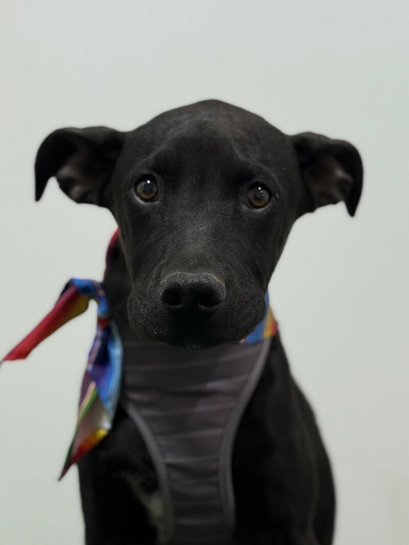 Isack, Adoptable, Puppy Male Black Labrador Retriever & Mixed Breed.