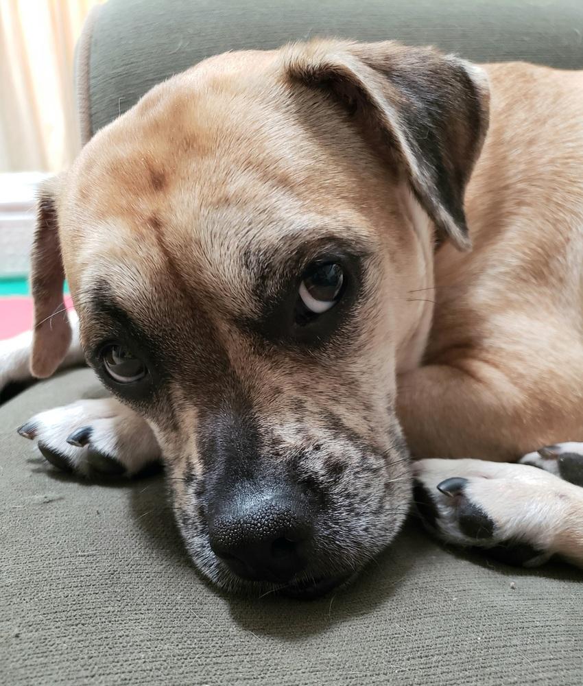 Pugsley Addams, a Adoptable mixed breed in Richardson, TX image 1/6