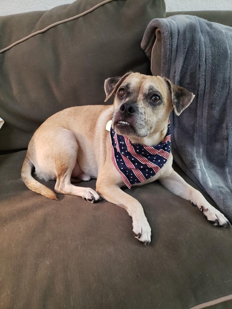 Pugsley Addams, a Adoptable mixed breed in Richardson, TX image 2/6