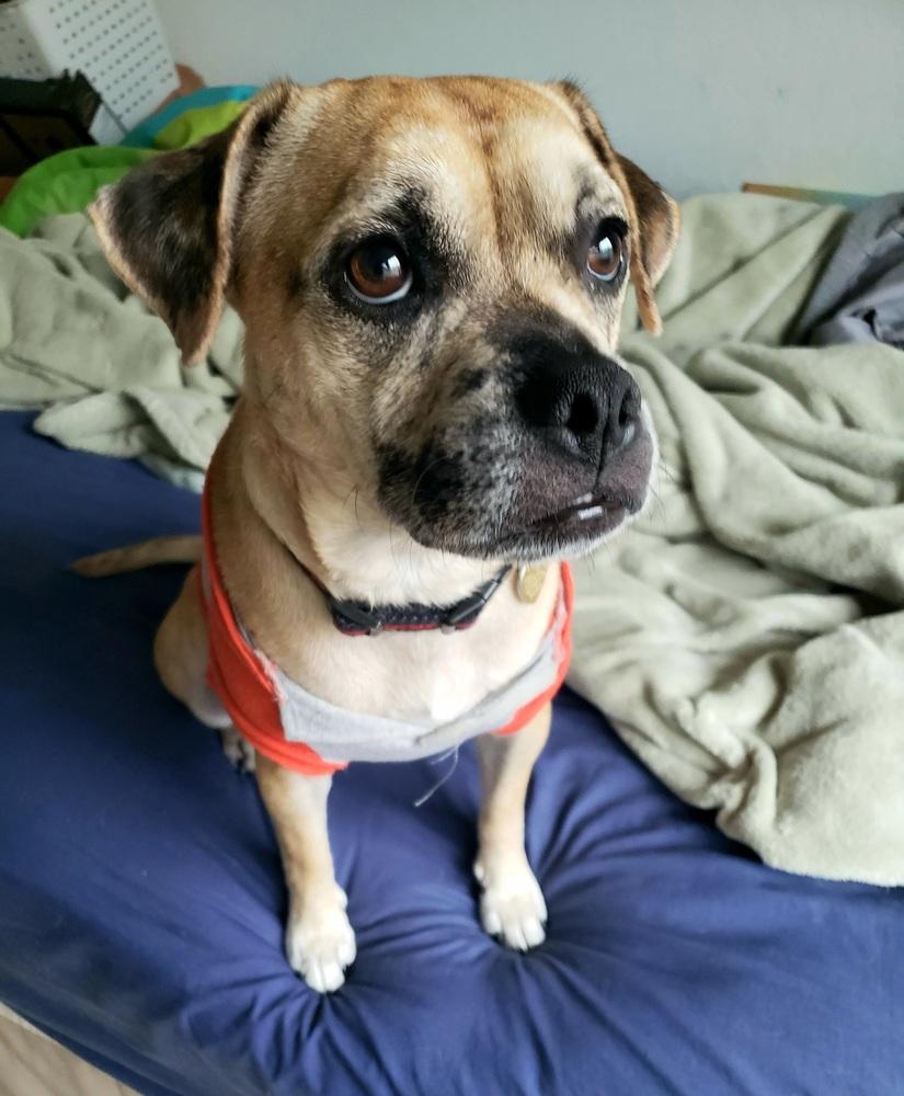 Pugsley Addams, a Adoptable mixed breed in Richardson, TX image 3/6