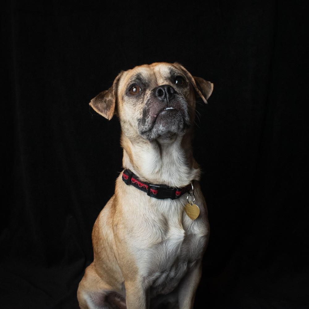 Pugsley Addams, a Adoptable mixed breed in Richardson, TX image 4/6