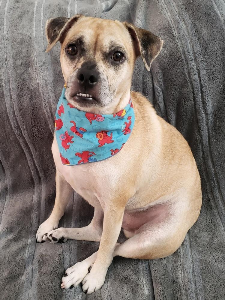 Pugsley Addams, a Adoptable mixed breed in Richardson, TX image 5/6