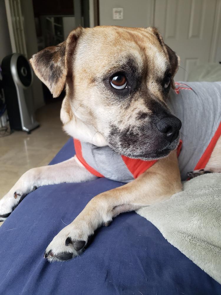 Enlarge Pugsley Addams, a Adoptable mixed breed in Richardson, TX image 6/6