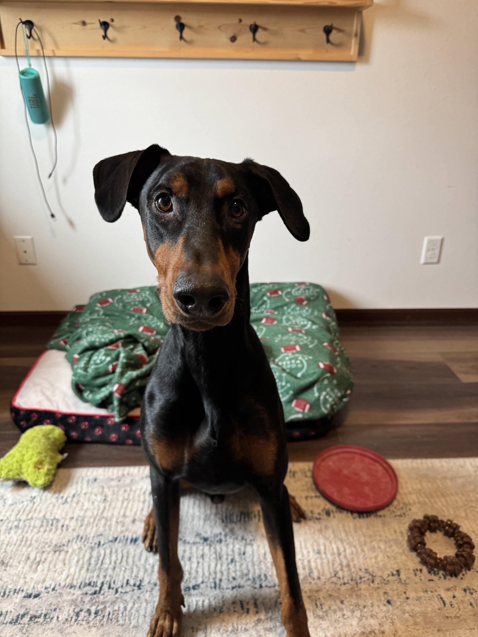 Maxwell, Adopted, Young Male Doberman Pinscher.