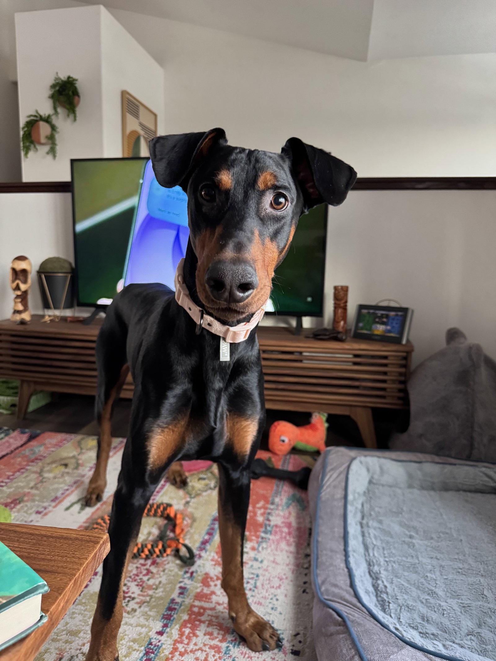 Maxwell, a Adopted Doberman Pinscher in Minneapolis, MN image 2/3