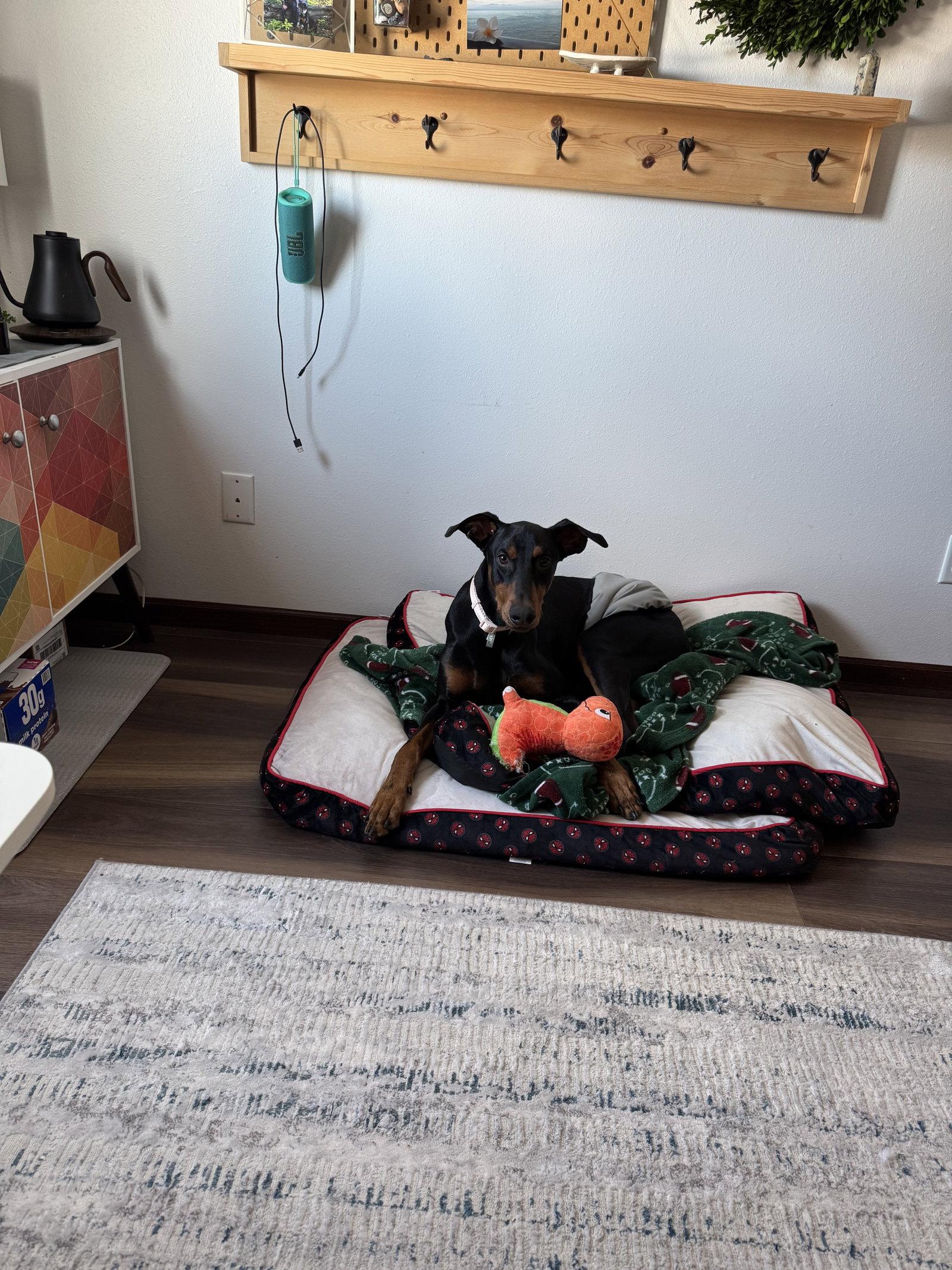 Maxwell, a Adopted Doberman Pinscher in Minneapolis, MN image 3/3