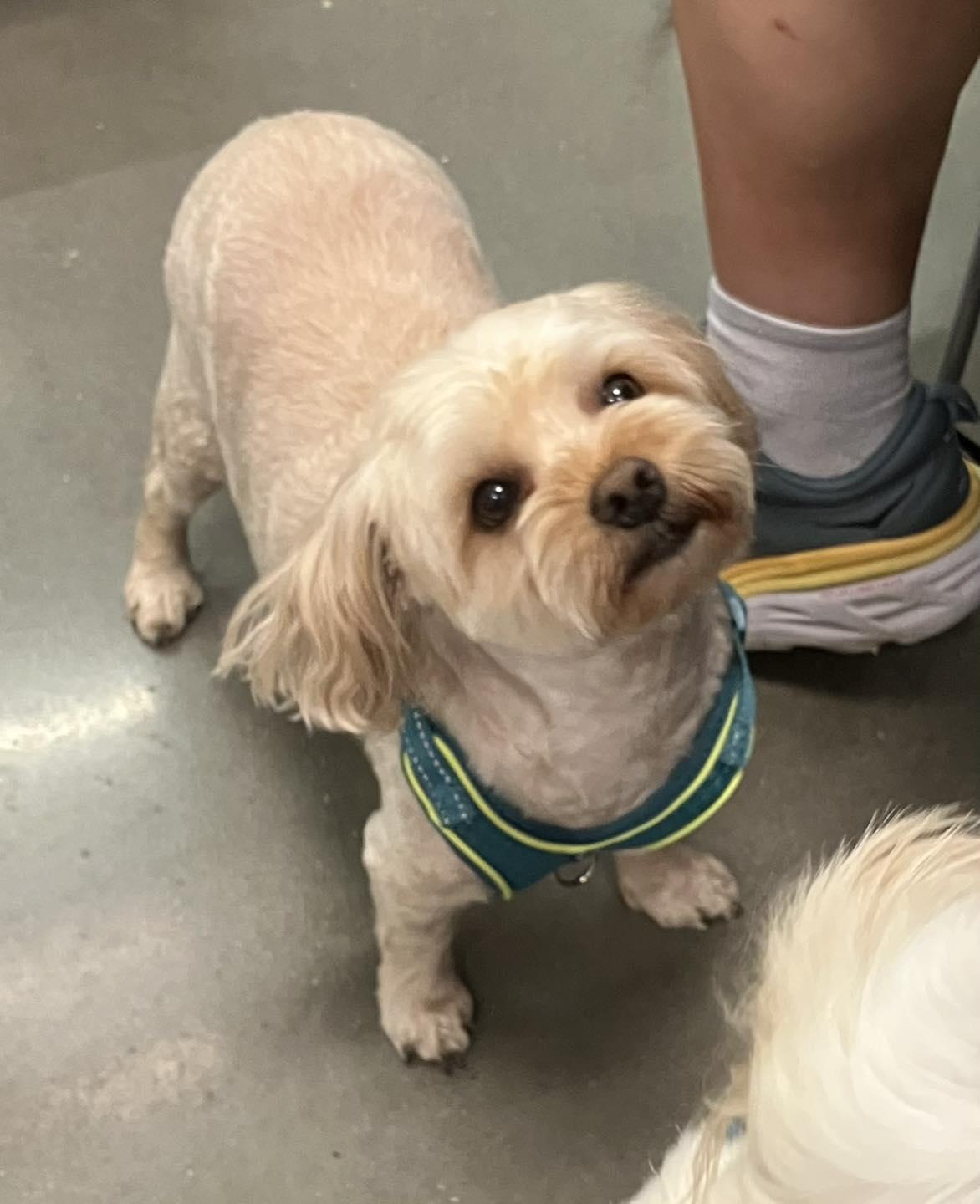 Charlie and Lucy, an adoptable Morkie in Smithville, MO, 64089 | Photo Image 3