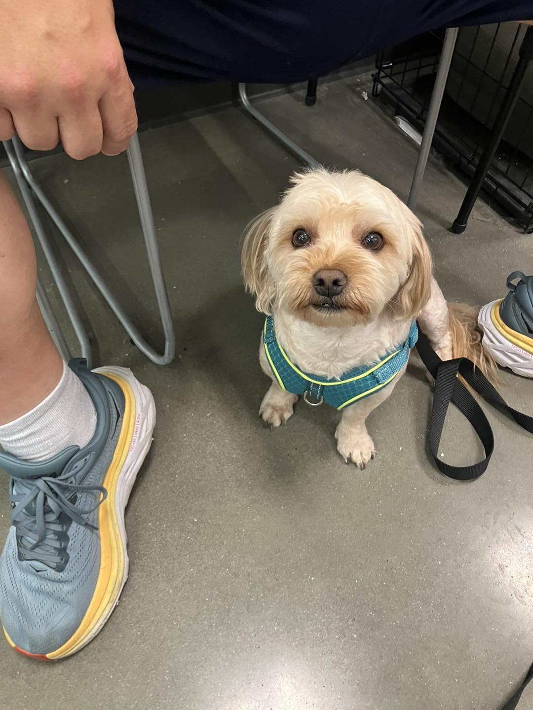 Charlie and Lucy, an adoptable Morkie in Smithville, MO, 64089 | Photo Image 5